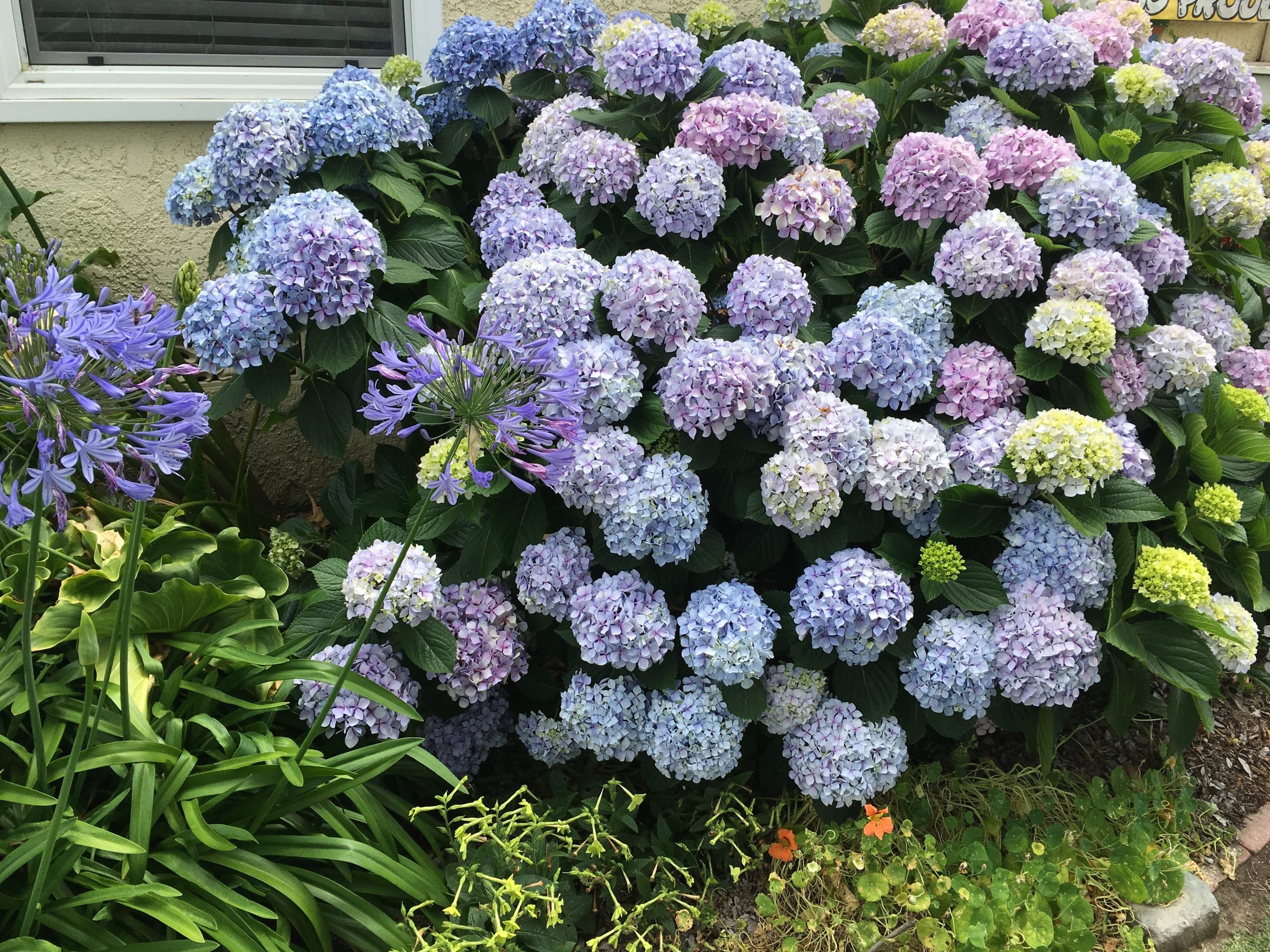 blue hydrangea zone 10b – Hanbury House