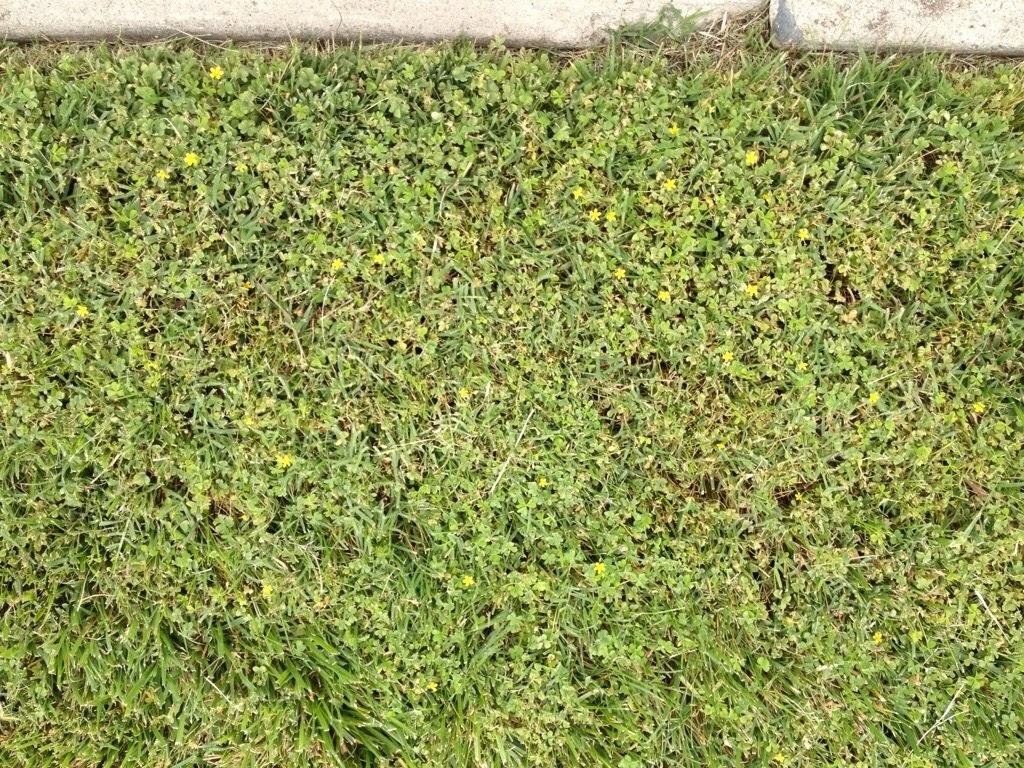 lawn full of weed stickers burrs Hanbury House