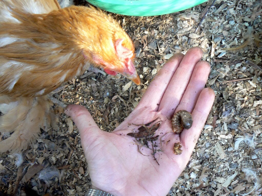 moulting chicken gets grubs from compost Hanbury House