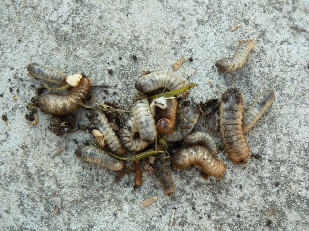 gross looking grubs worms in compost or mulch Hanbury House