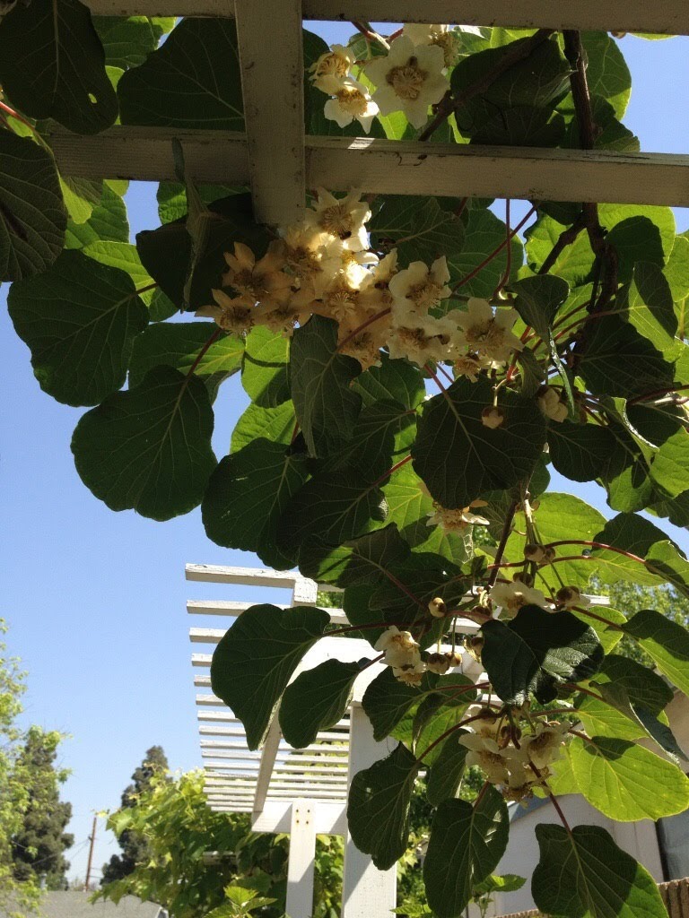 Female kiwi flowers on vincent kiwifruit fuzzy – Hanbury House