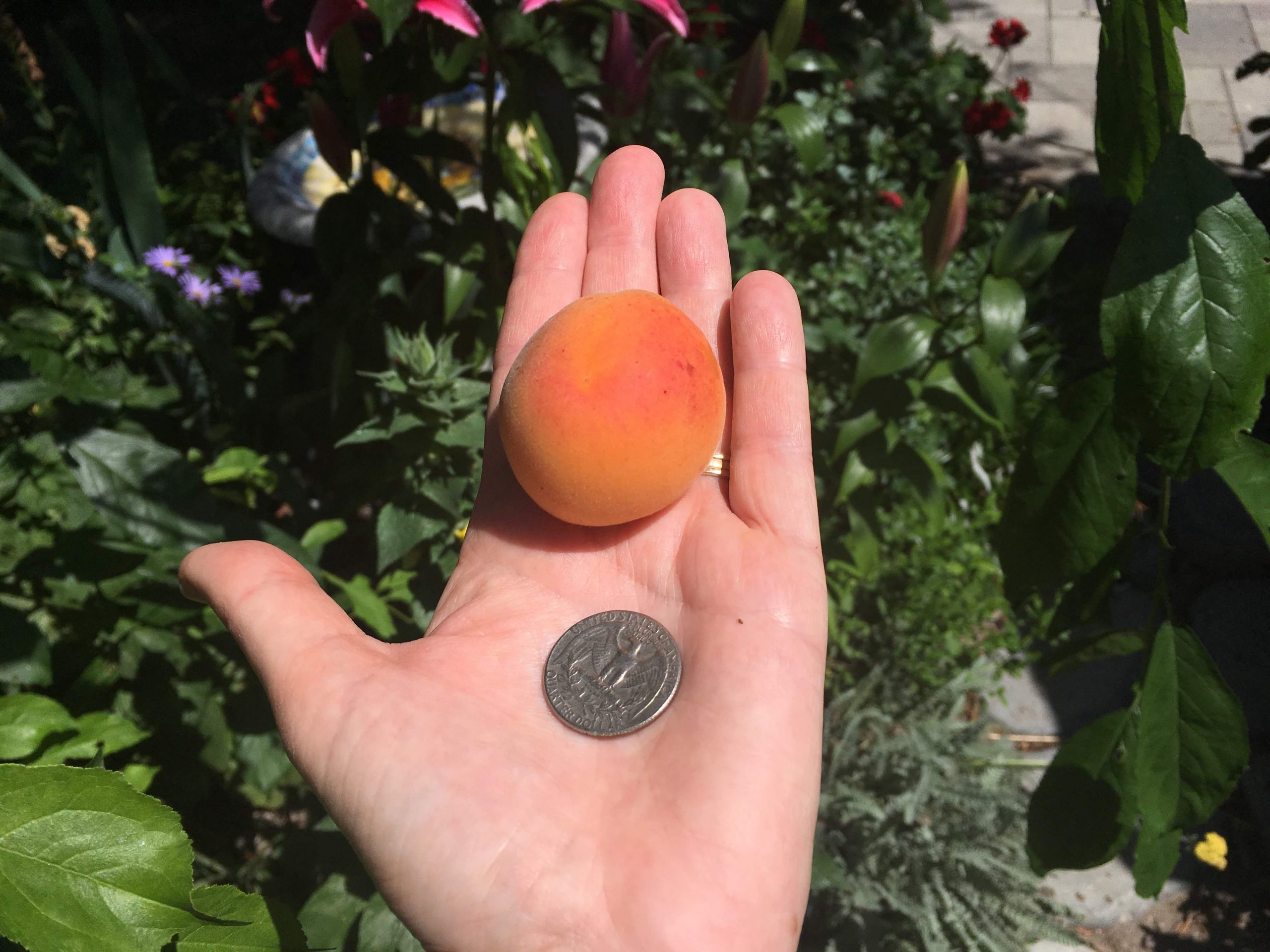 apricot-size-comparison-tropic-gold-hanbury-house