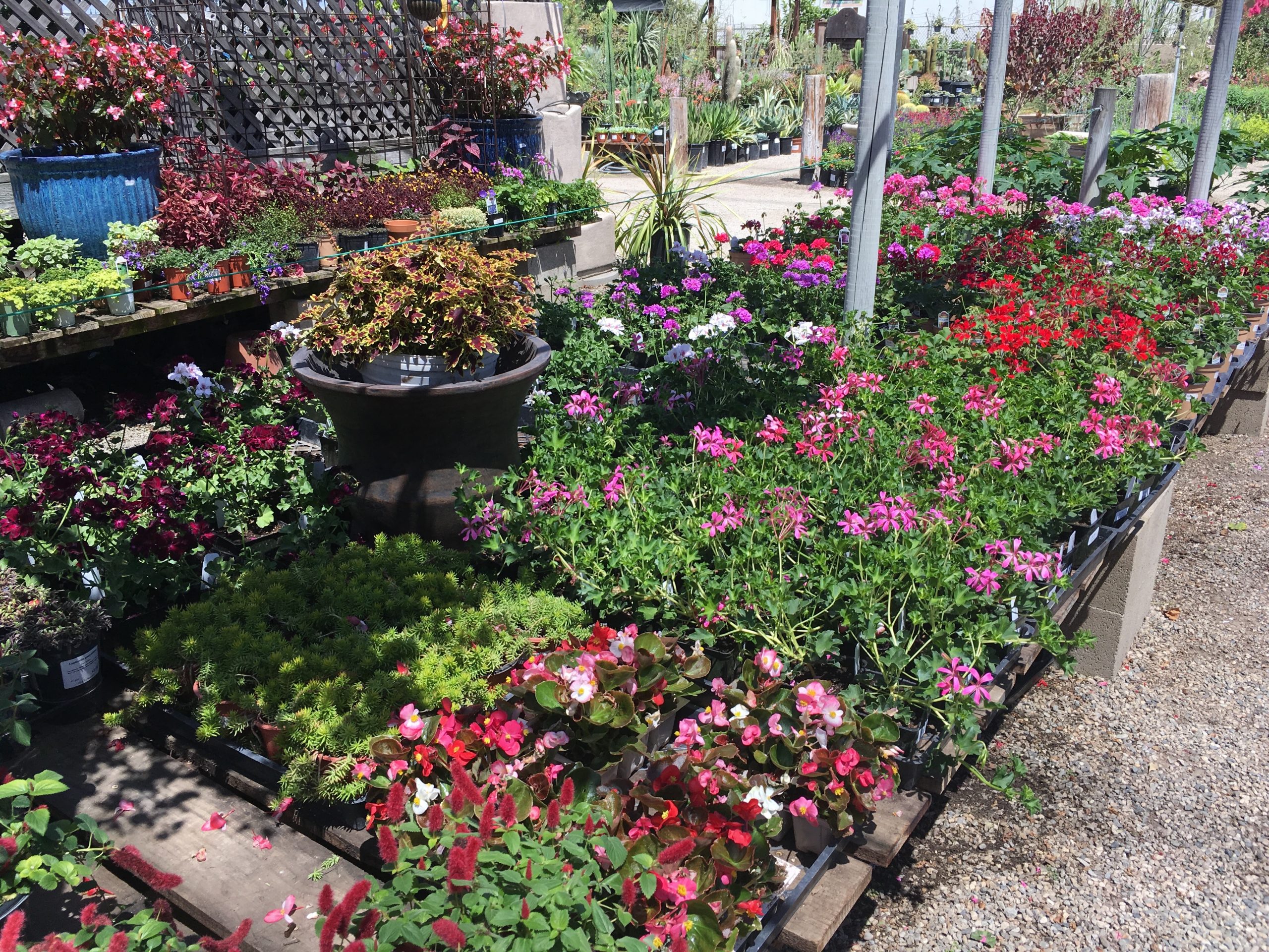 Spring plant sales SoCal – Hanbury House