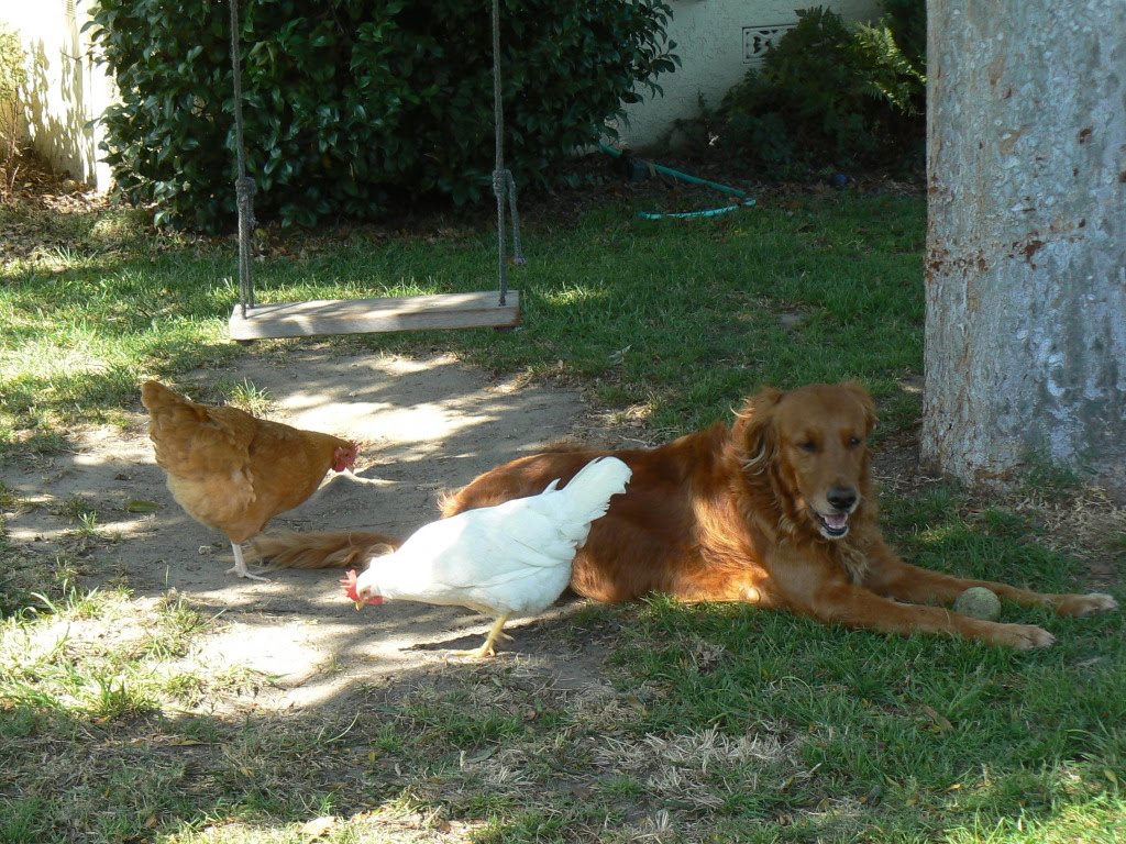 dog-trained-to-protect-chickens-hanbury-house