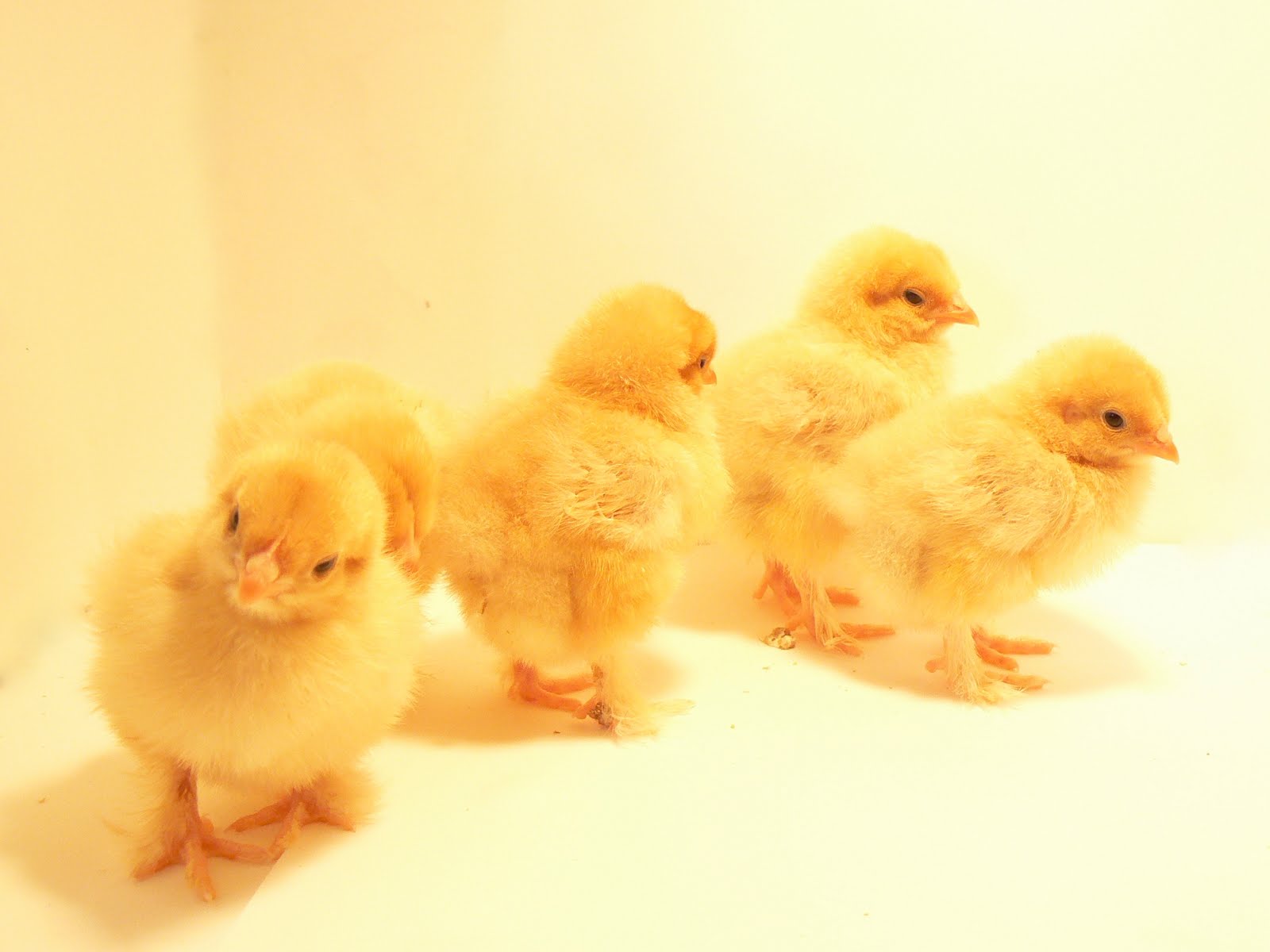 day old baby chick photos of genders – Hanbury House