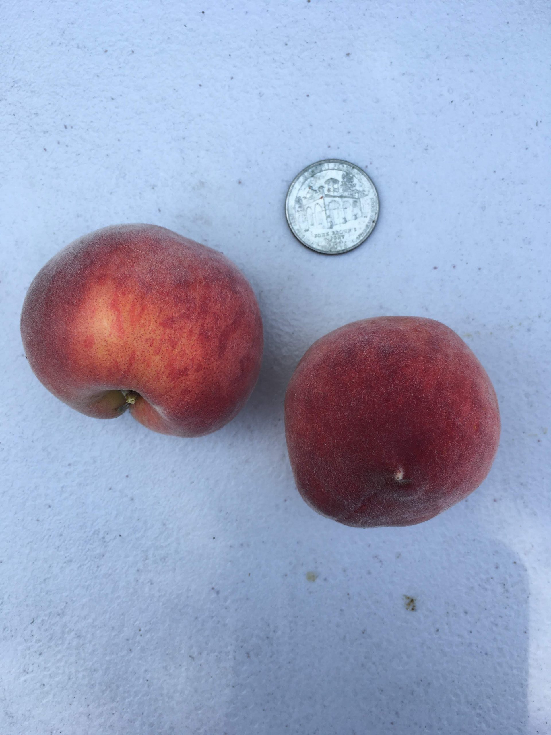 low chill peach tree socal Hanbury House